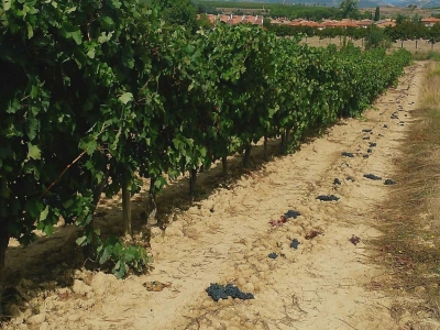 Preparativos para la Vendimia 2015 en los viñedos de VALENCISO