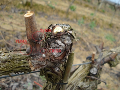 Poda en los viñedos de VALENCISO