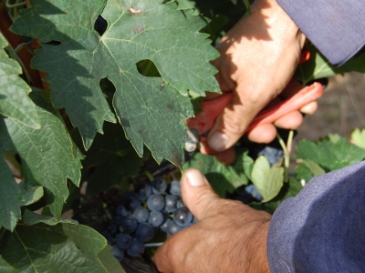 ACTIVIDADES OTOÑO VALENCISO