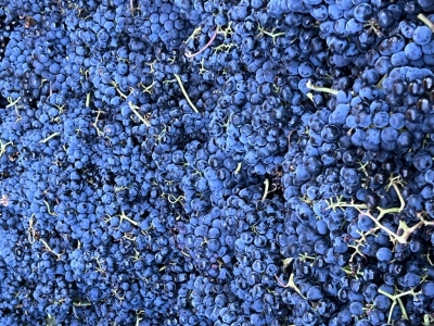 Vendimia 2025 terminada en VALENCISO -Rioja - y con buenas sensaciones