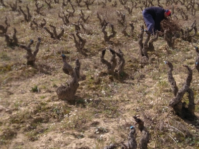 La poda de invierno en la cepa: el origen silencioso del vino