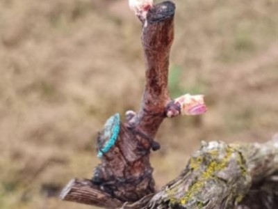 La floración: la fuerza de una promesa.