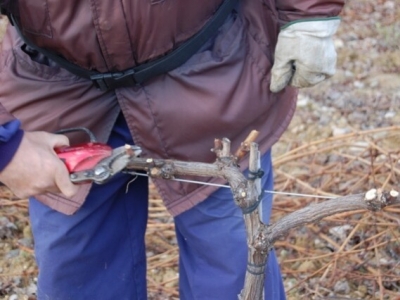 Crucial moment at the Vineyard: The Pruning